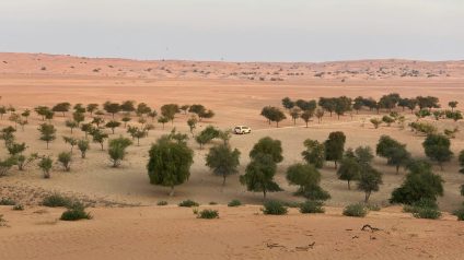 Rinnovabili • Agricultural production in Saudi Arabia