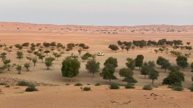 Rinnovabili • Agricultural production in Saudi Arabia